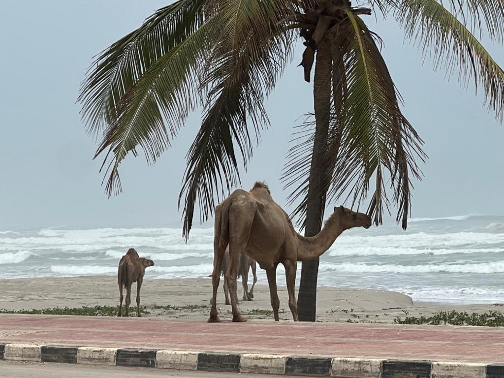 Lovely * Salalah